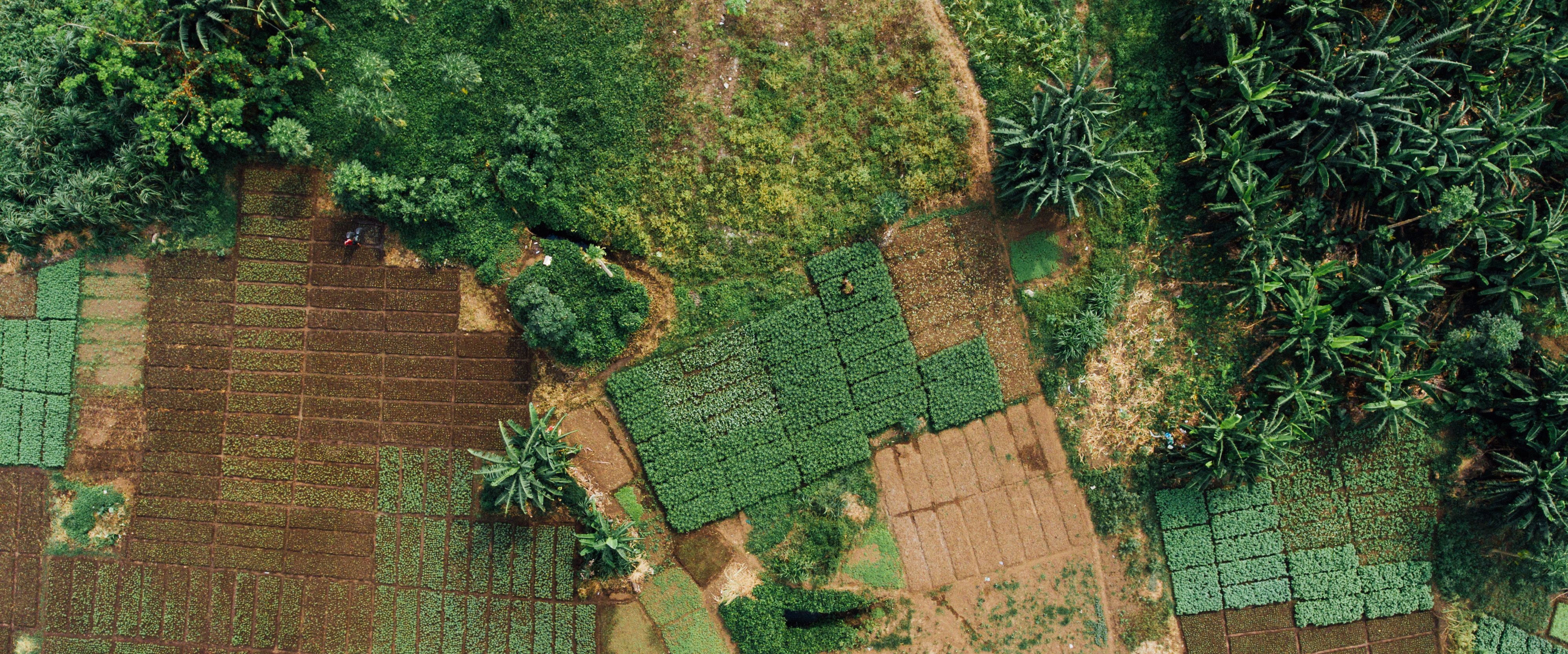 Seed Sector Review Briefs | Collaborative Seed Programme