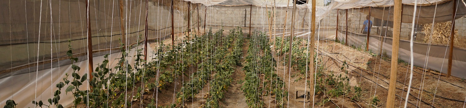 2021 | Collaborative Seed Programme