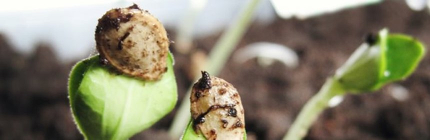 National Seed Platform: Webinar on the SEEDCODEX in Nigeria ...