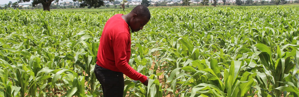 National Seed Platform: Prioritizing Investments in the Nigeria Seed ...