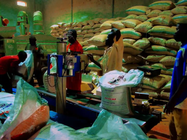 Video: On-farm demos to connect seed companies and farmers in Northern&nbsp;Nigeria