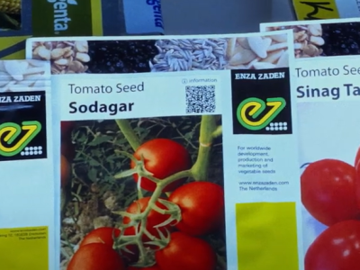 Video: Innovations in variety release in Nigeria to increase farmers’ access to new&nbsp;varieties